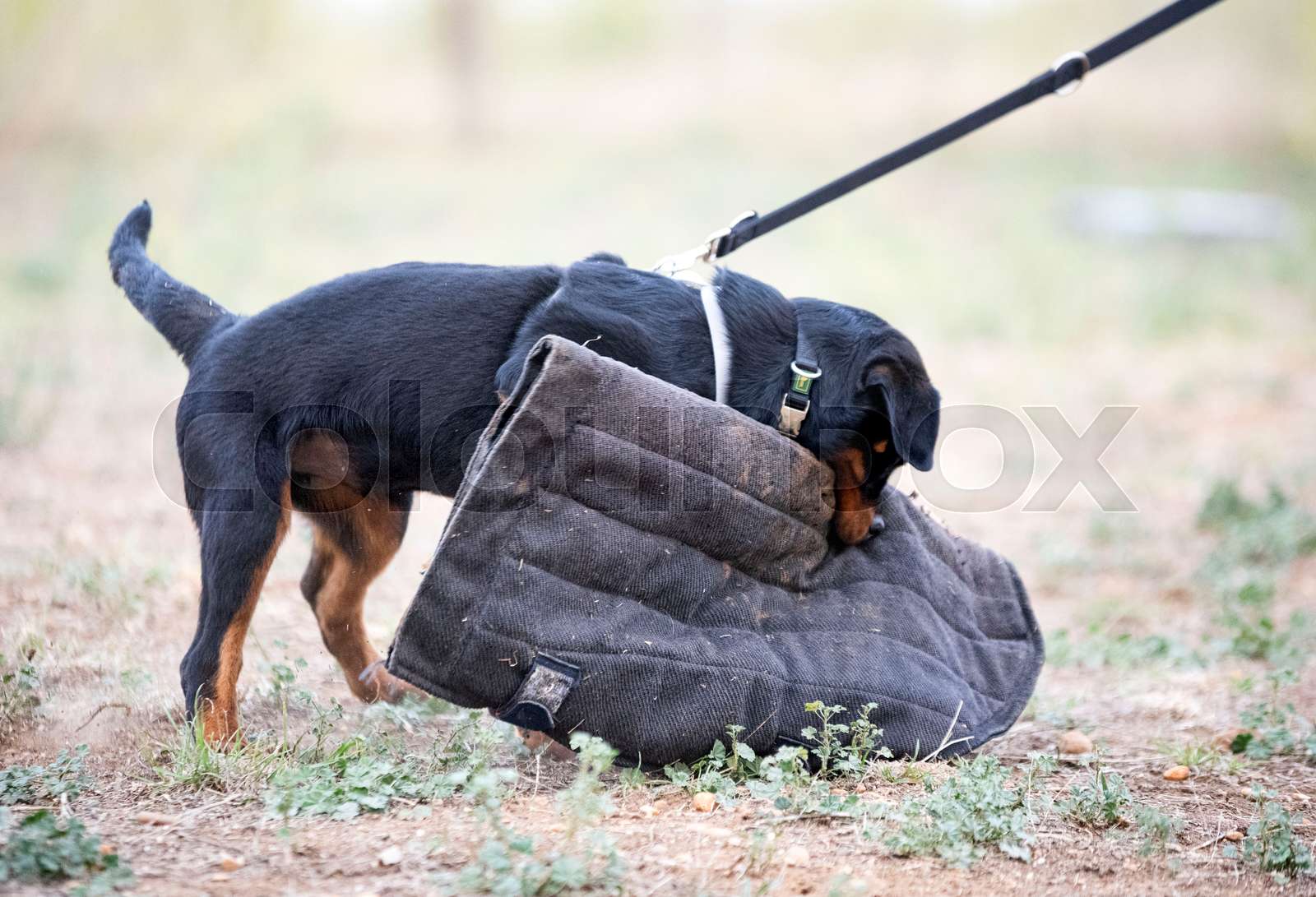 training of puppy rottweiler | Stock image | Colourbox