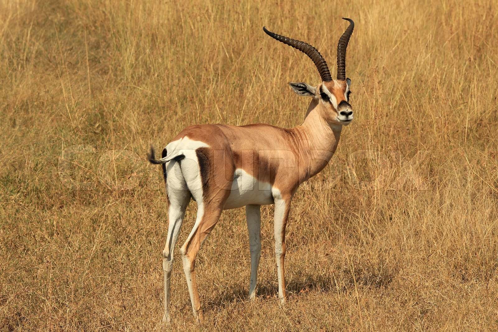 Grant Gazelle | Stock Bild | Colourbox