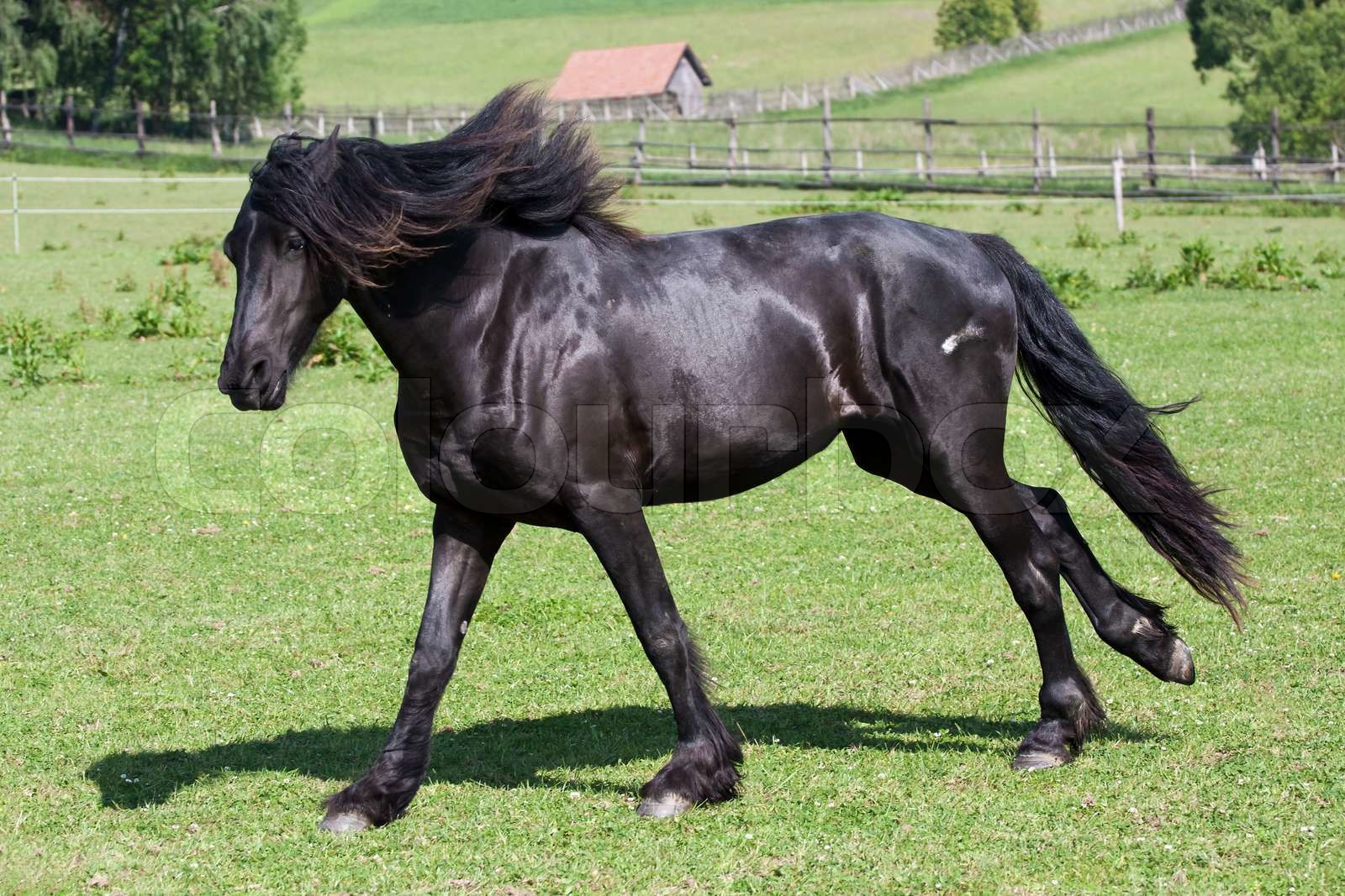 Schwarzes Pferd läuft Galopp | Stock Bild | Colourbox