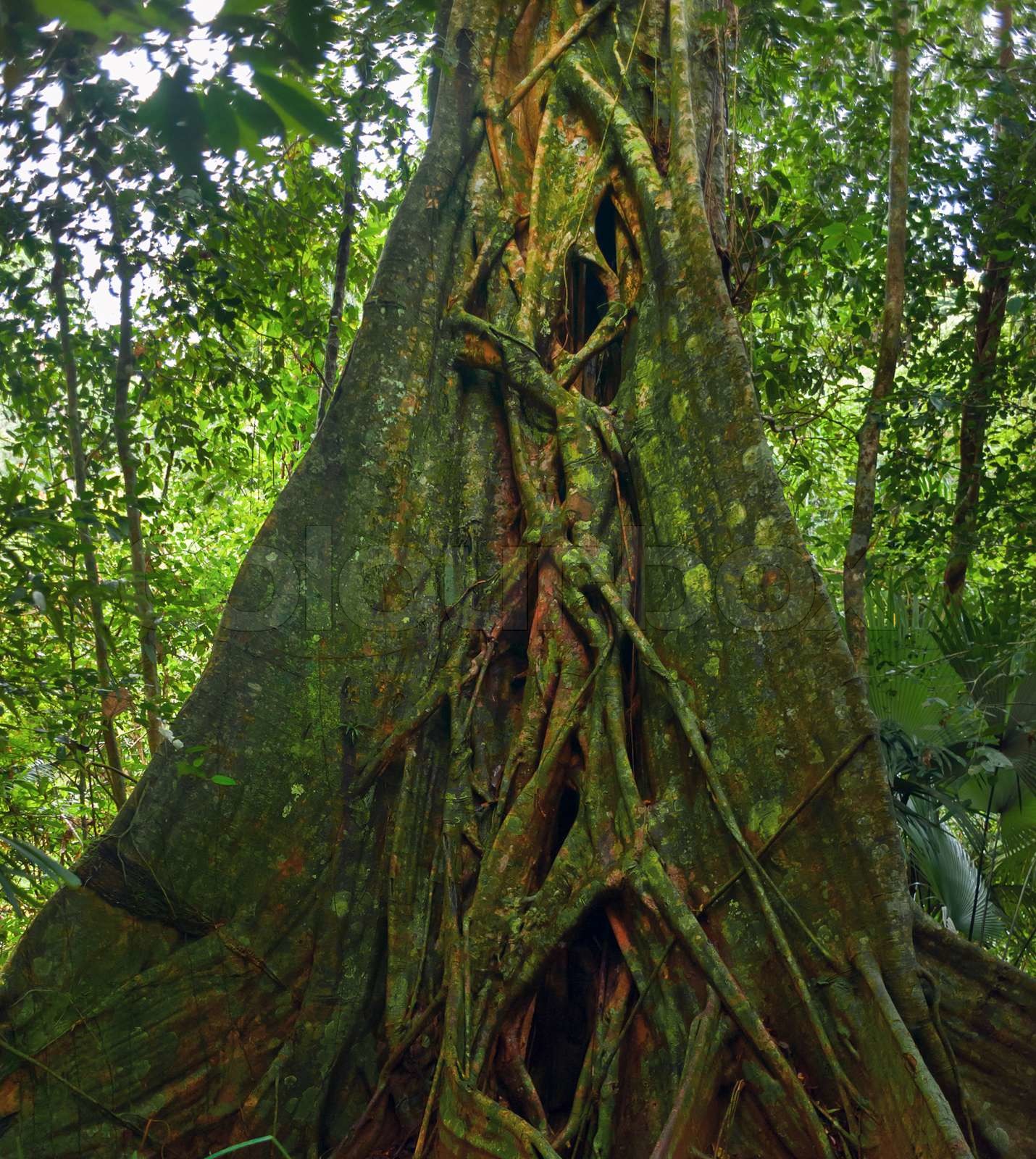 Giant tropical tree Banyan trunk in jungle forest | Stock image | Colourbox