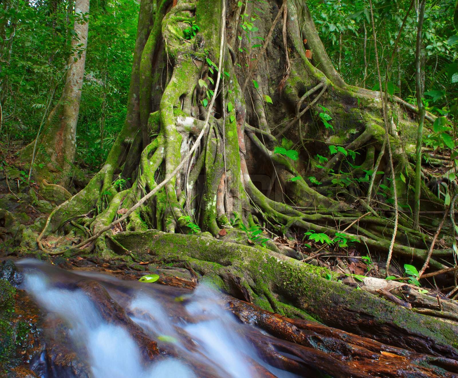 Tree in jungle Stock image Colourbox