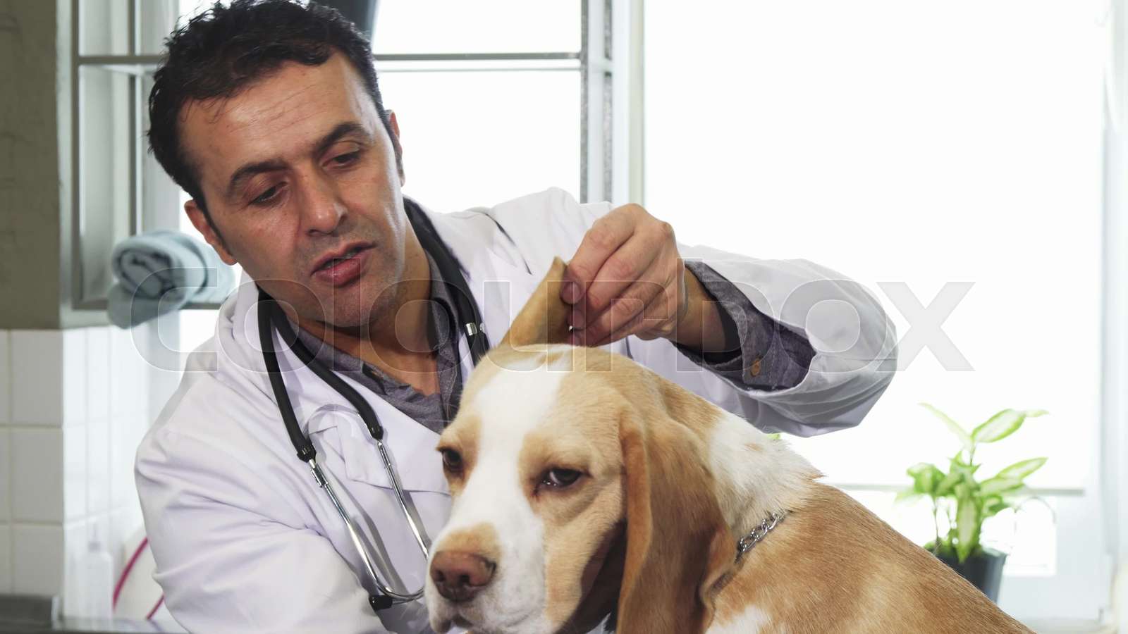Mature male professional vet examining ears of a dog at the clinic