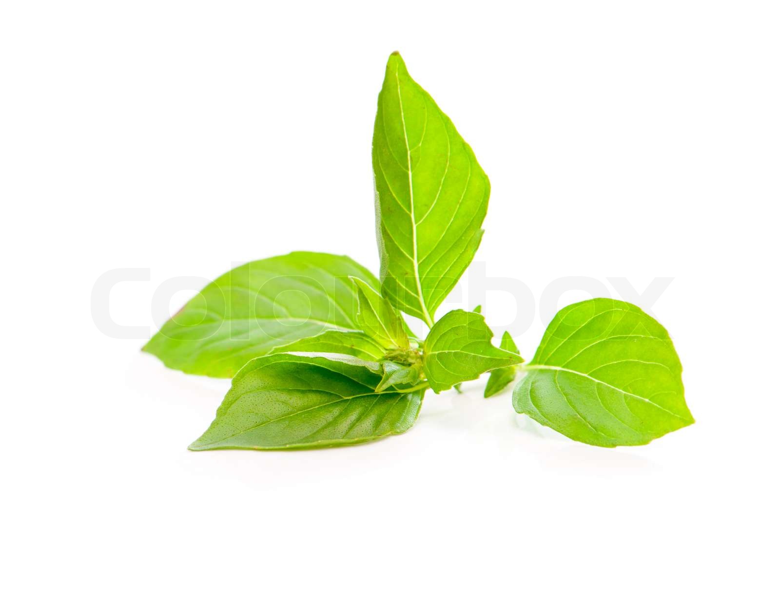 Fresh basil leaves Stock image Colourbox