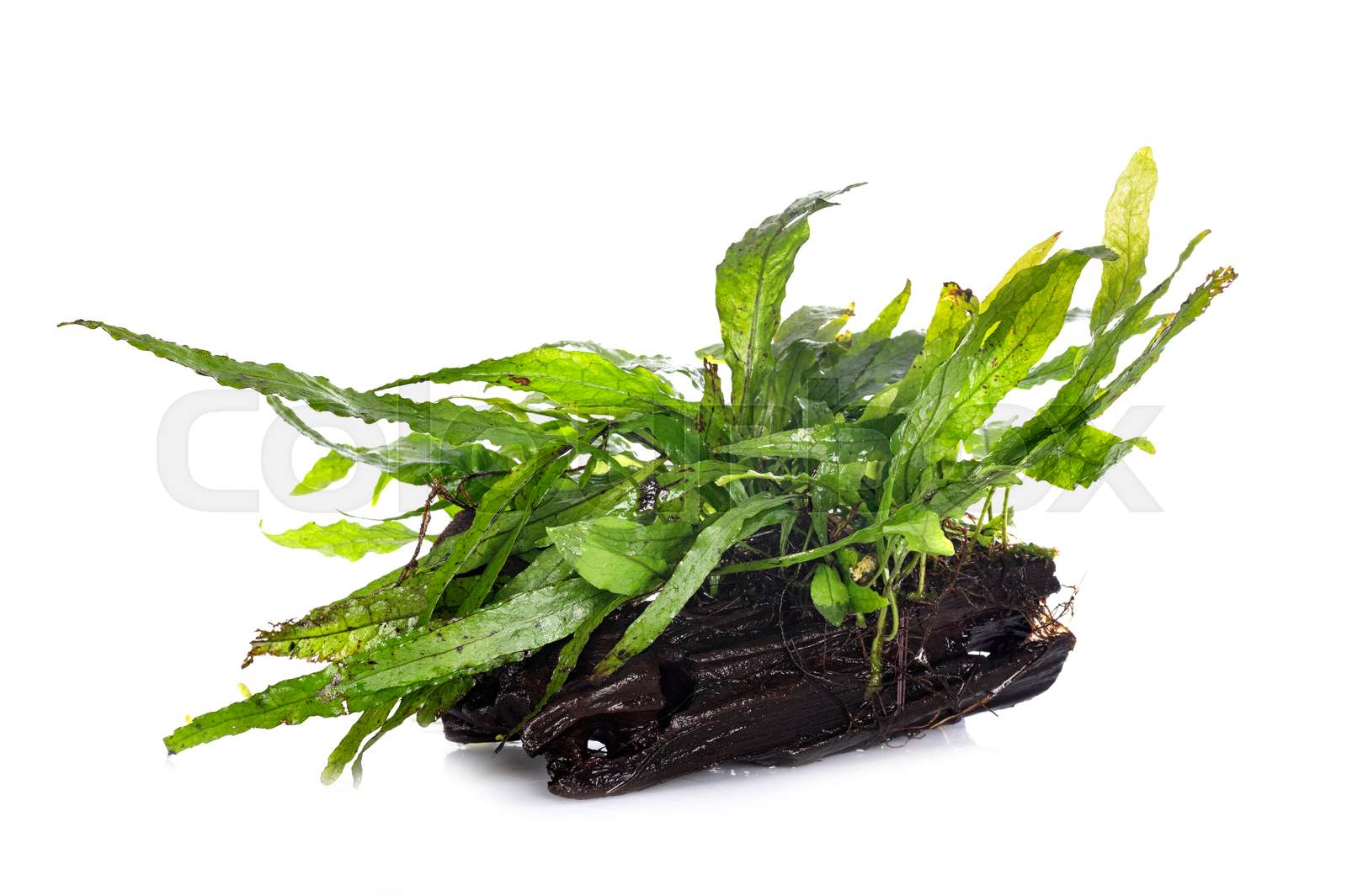 Leptochilus pteropus in studio Stock image Colourbox