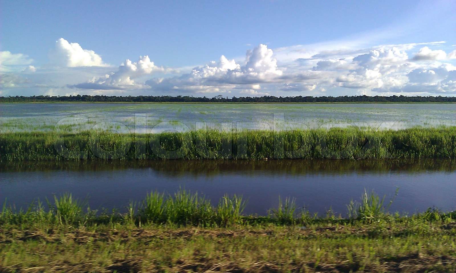 Een Rijstveld in Nickerie, Suriname Stock Bild Colourbox