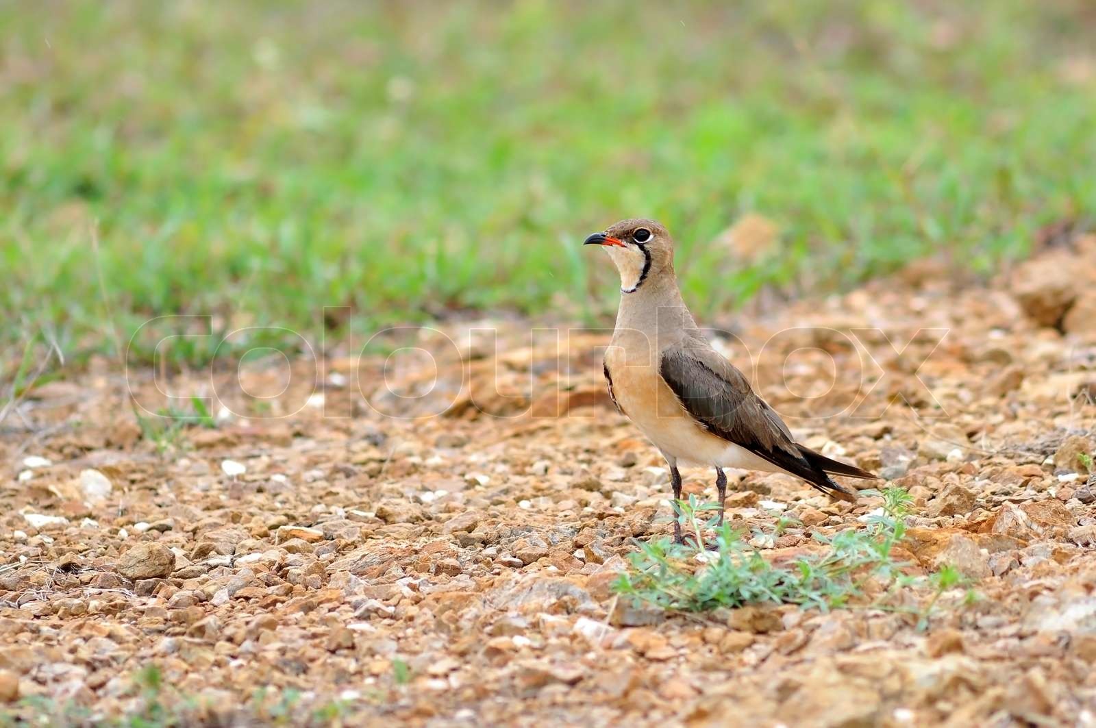 Bird on on nature Glareola maldivarum, Oriental Pratincole Stock