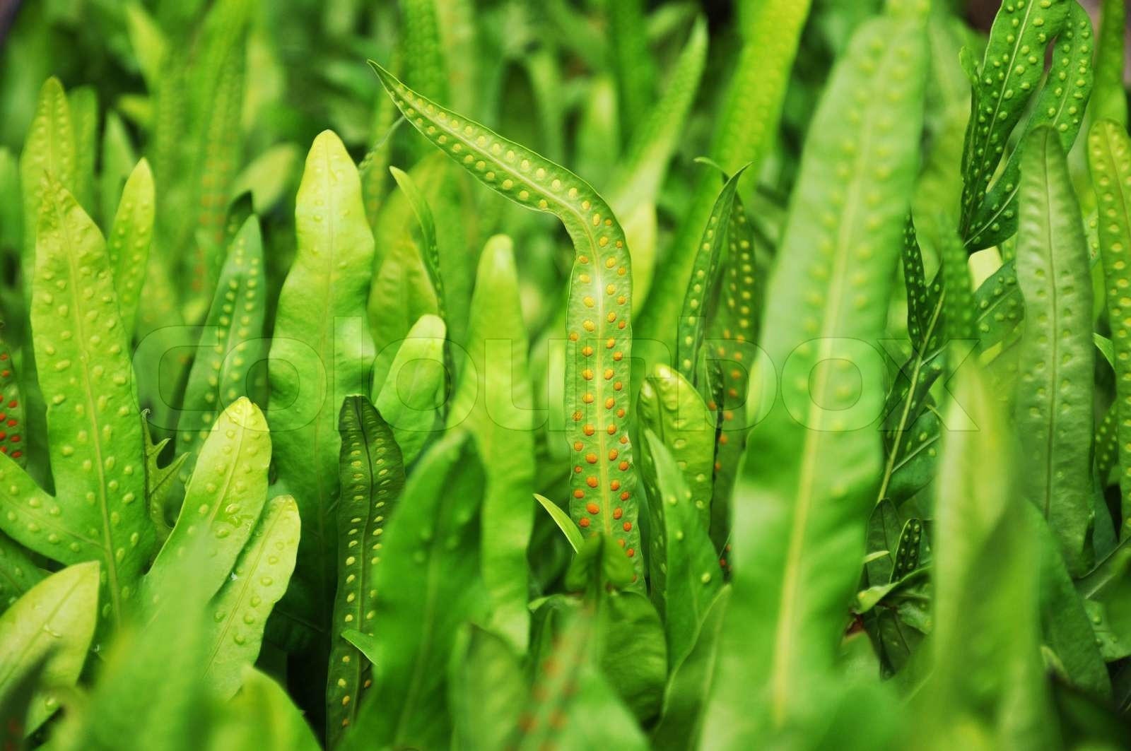 Dotted fern plant Maile-Scented or Phymatosorus grossus | Stock image