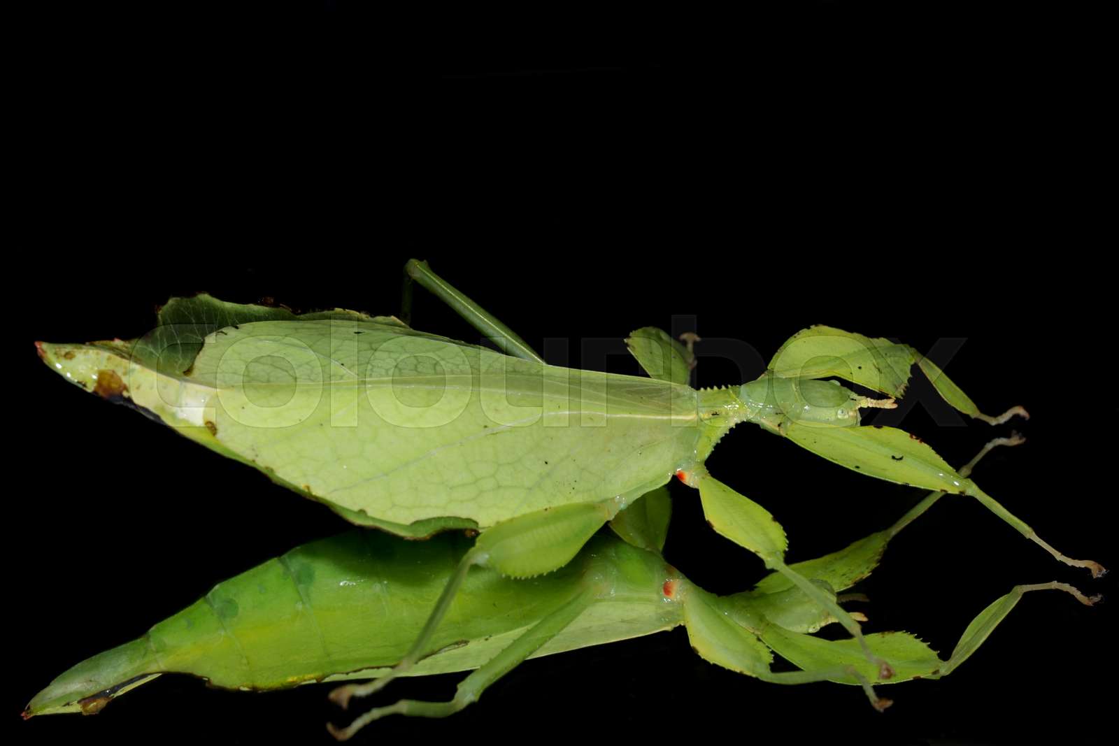 Leaf Insect in terrarium, one most commonly kept as a pet | Stock image ...