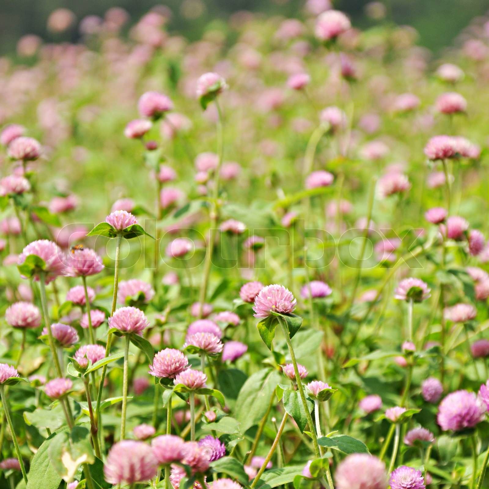 Amaranth flowers | Stock image | Colourbox