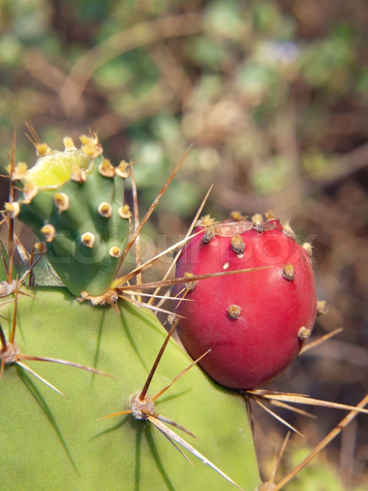 Opuntia cactus Stock image Colourbox