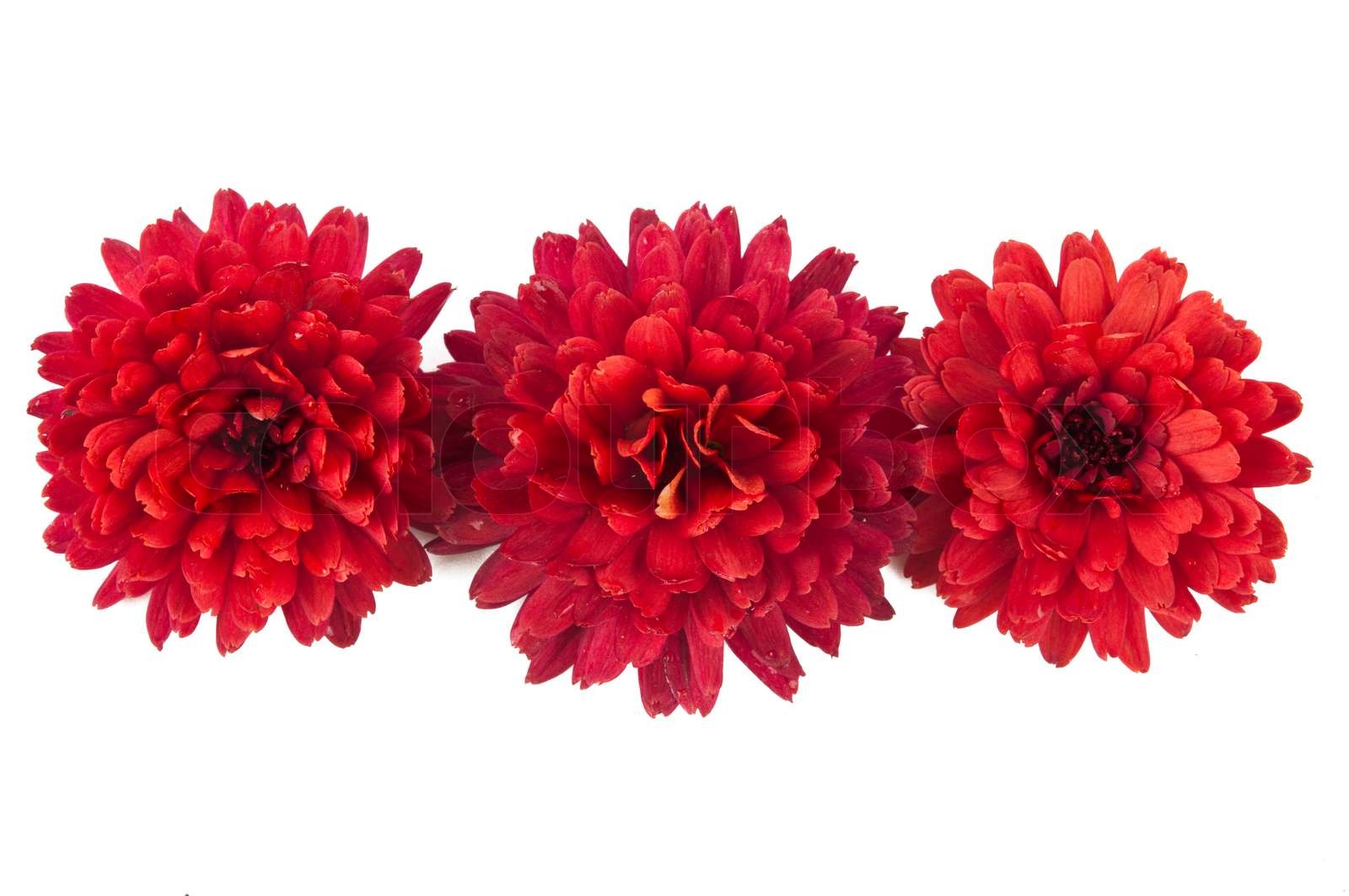 red chrysanthemum isolated | Stock image | Colourbox