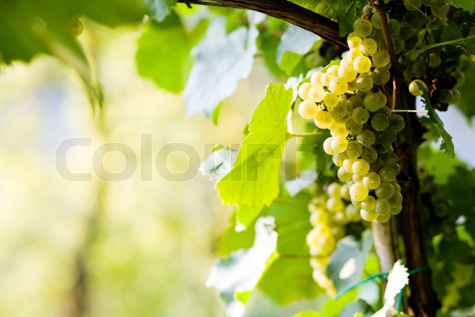 Golden grapes | Stock image | Colourbox