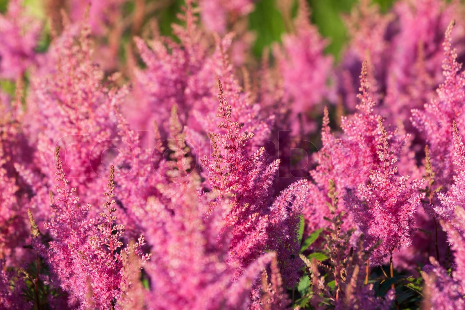 Pink Calluna vulgaris flower | Stock image | Colourbox