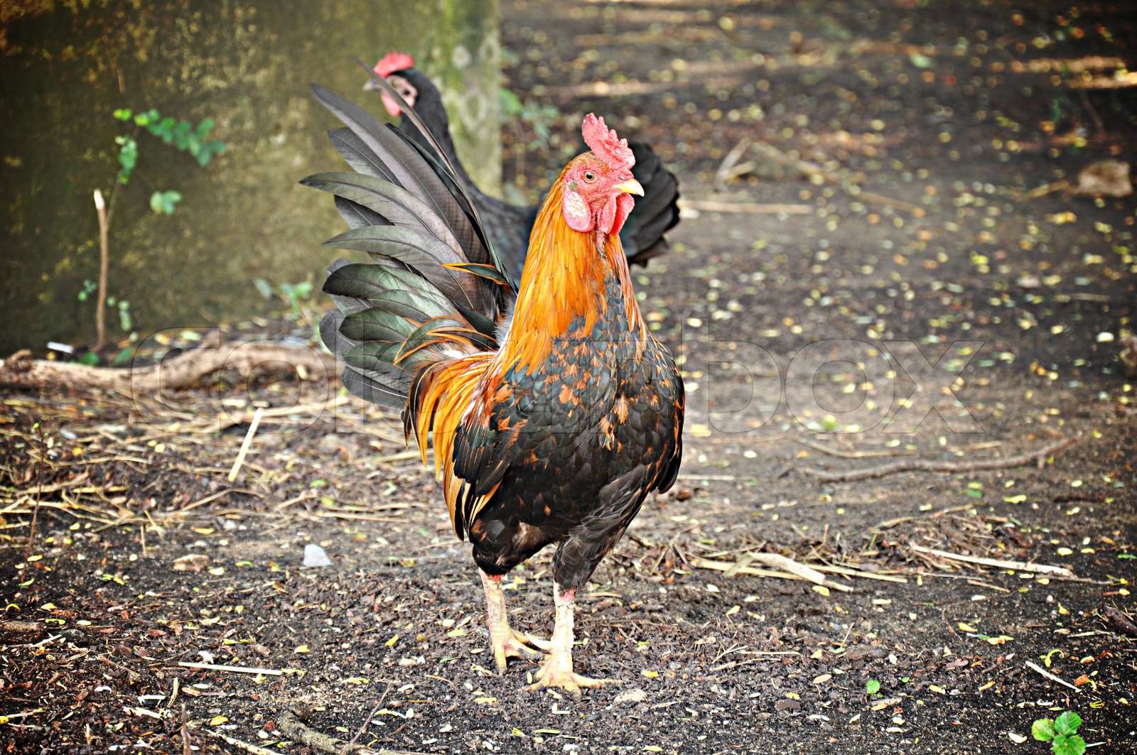 Hane og høne walking på jorden Stock foto Colourbox