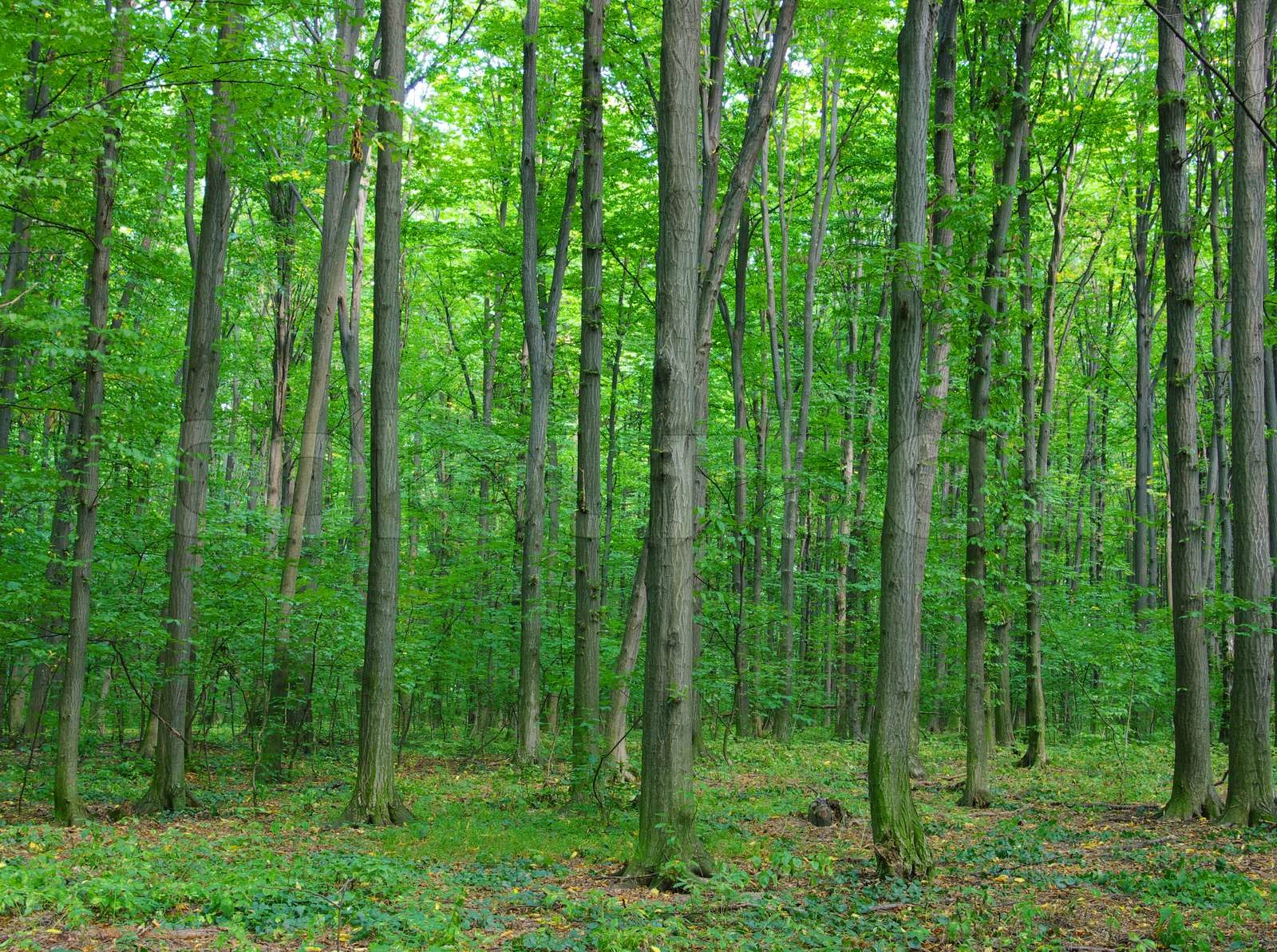 Bäume Stock Bild Colourbox Bäume Stock Bild Colourbox