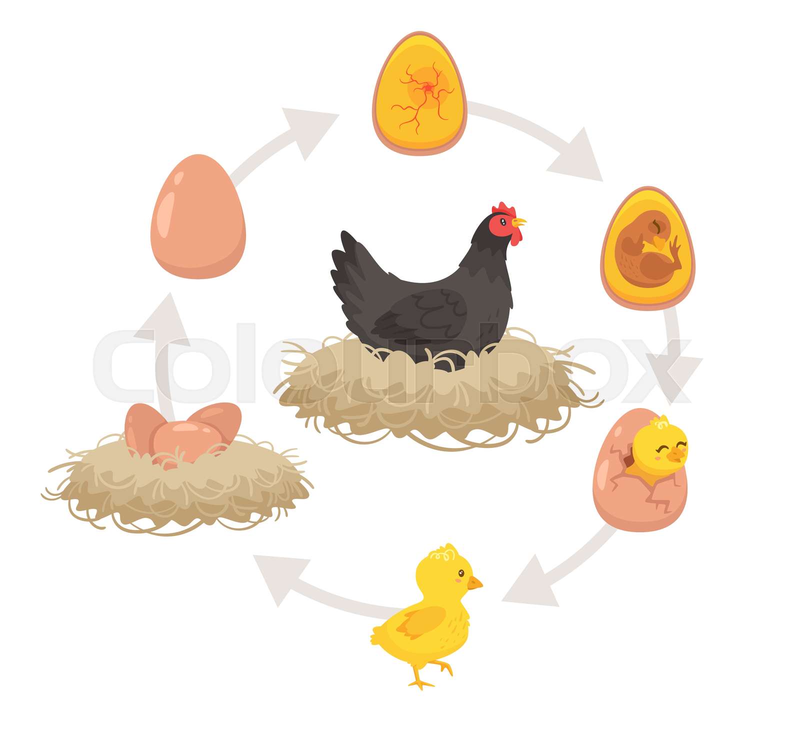 Kids Educational Scheme Of The Hatching Process Stock Vector Colourbox Kids Educational Scheme Of The Hatching Process Stock Vector Colourbox