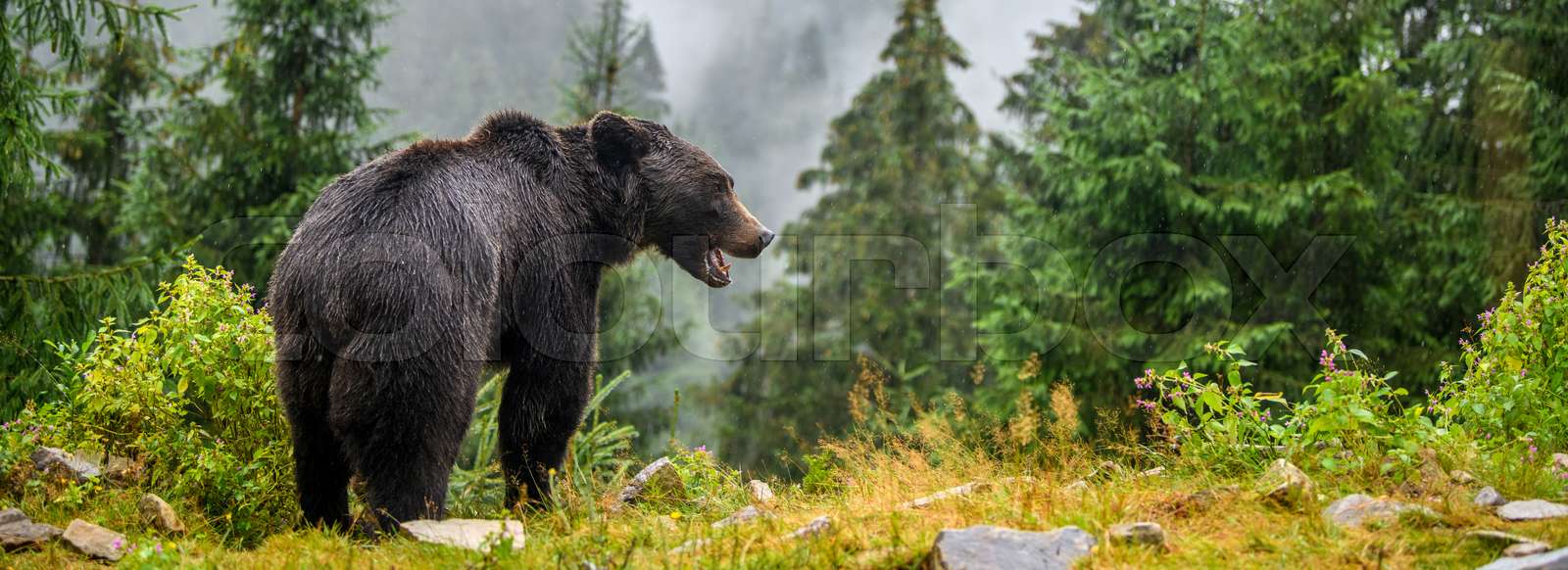 Wild Brown Bear in the summer forest. Animal in natural habitat ...