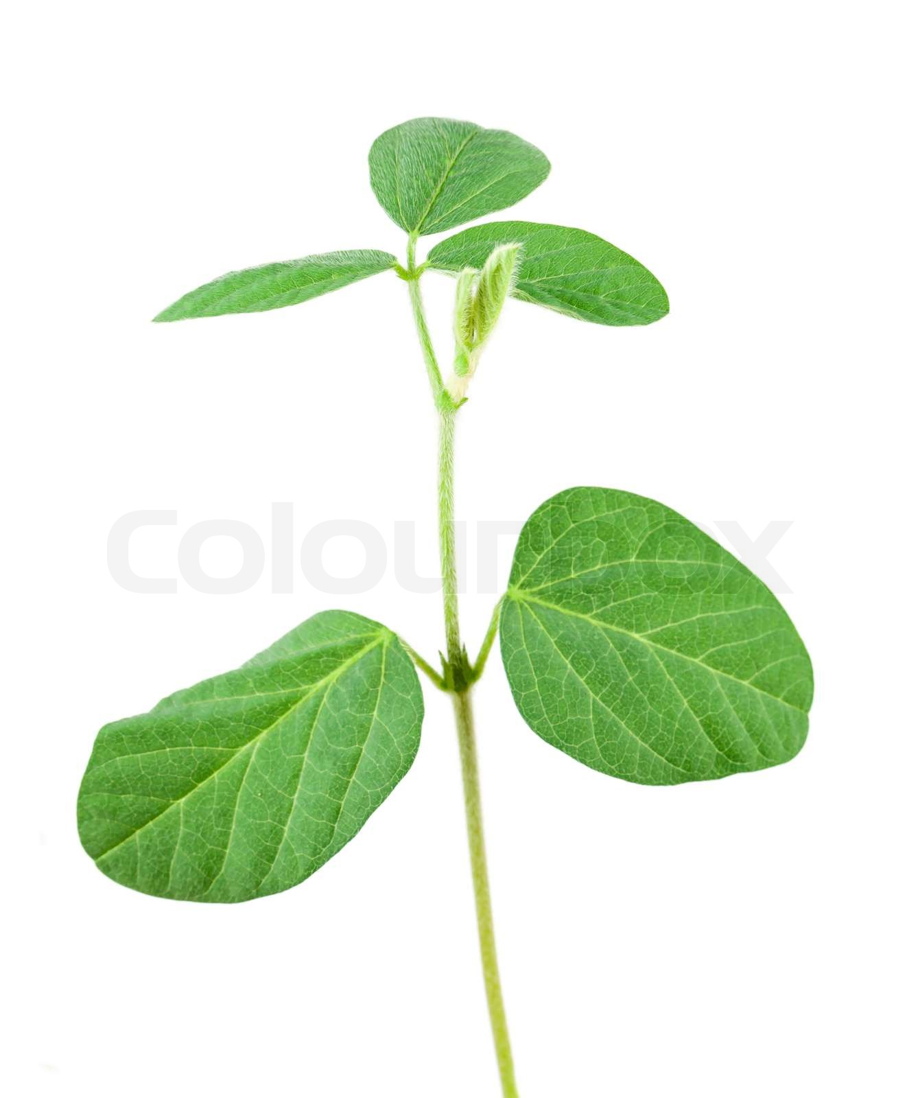 Soy plant | Stock image | Colourbox