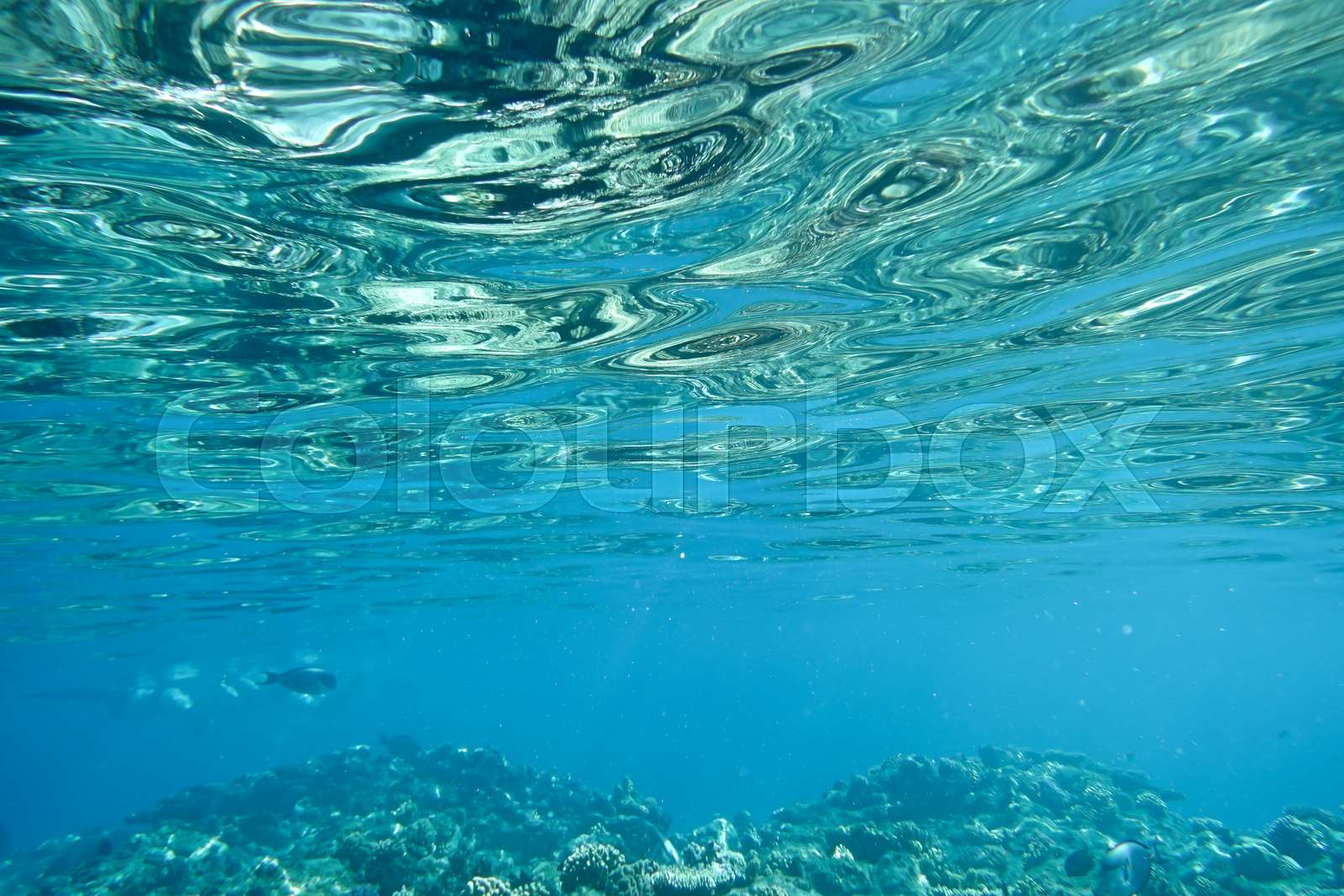 Underwater world Stock image Colourbox
