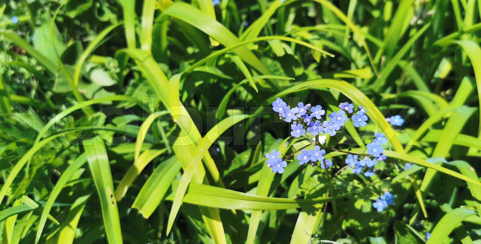wild, flowers, flower | Stock image | Colourbox