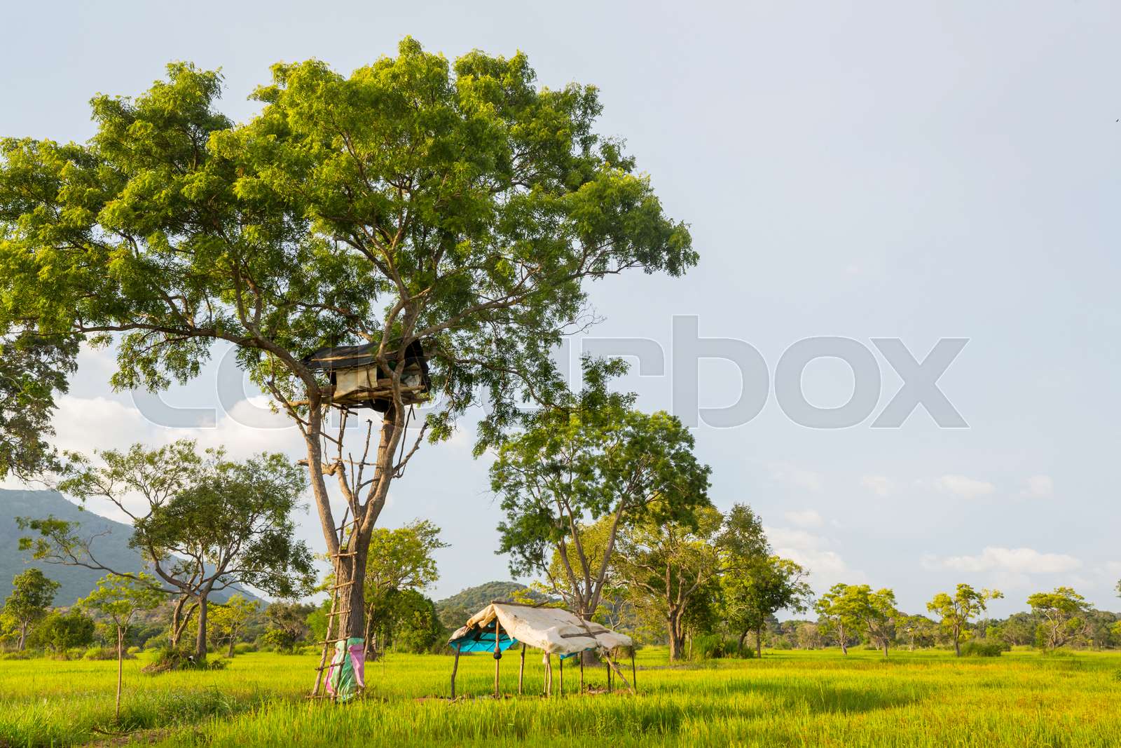 Tree Hut Stock at Toby Lucien blog