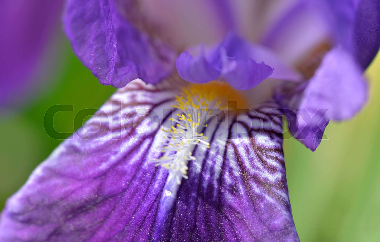 macro view on beautiful purple petal and heart of iris flower | Stock ...