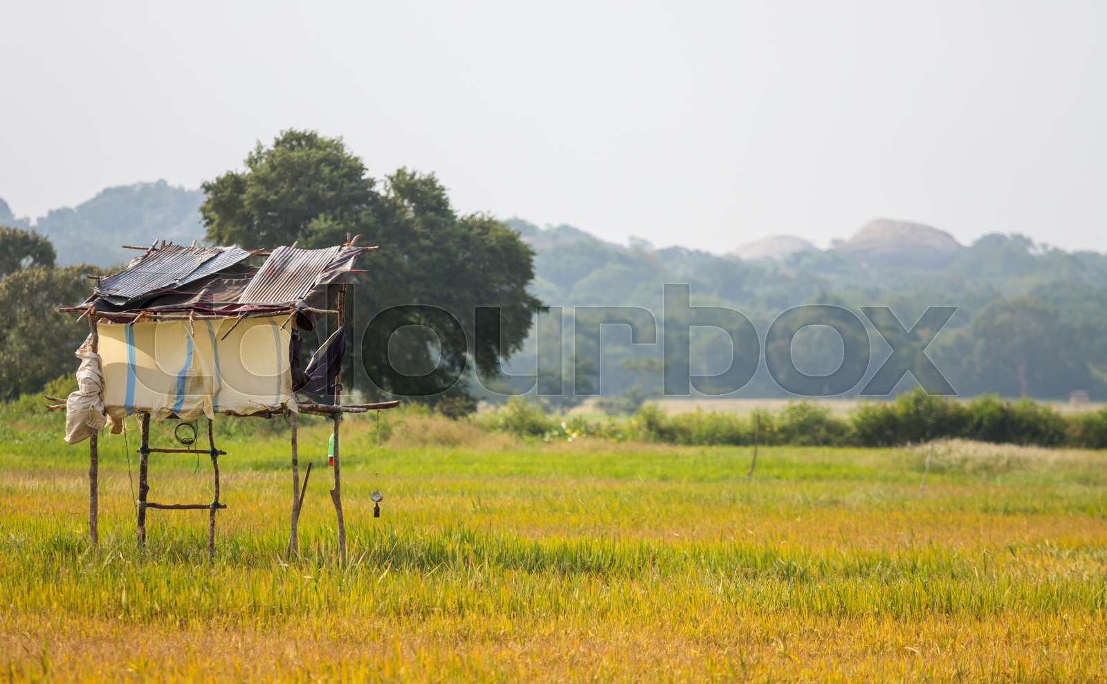 Tree Hut Stock at Toby Lucien blog