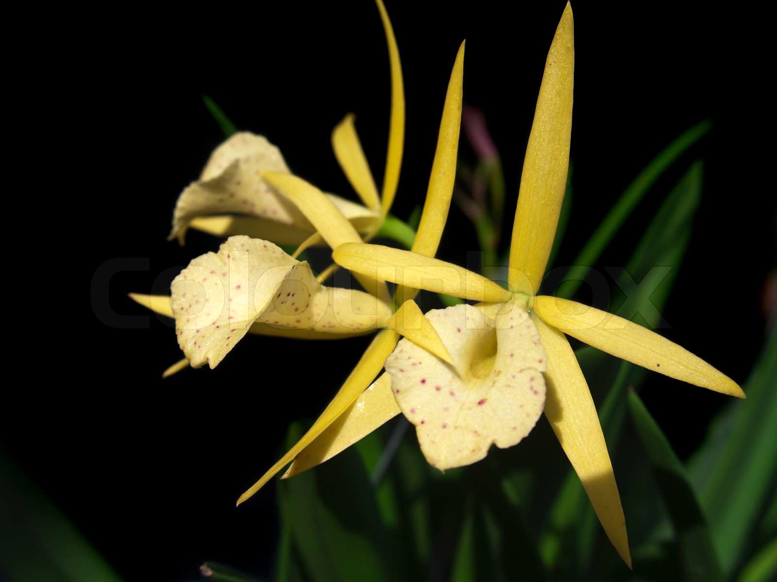 Brassocattleya Yellow Bird | Stock image | Colourbox
