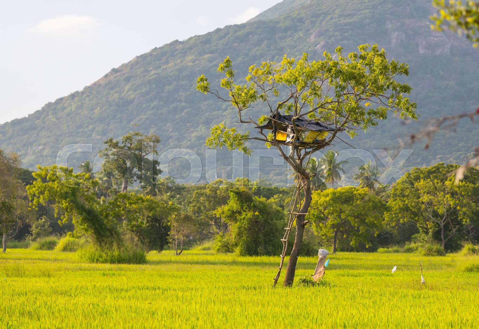 Tree hut Stock image Colourbox