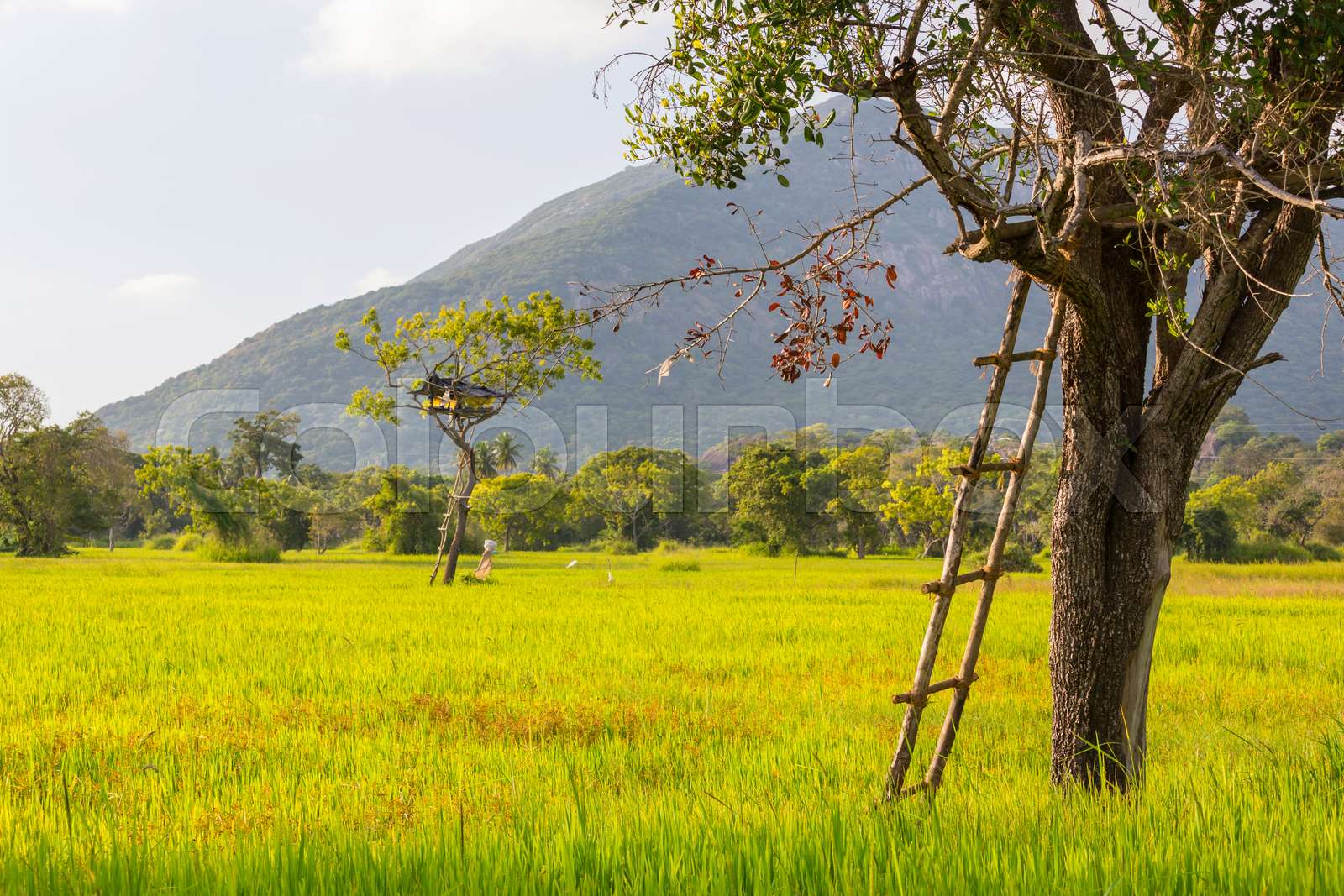 Tree hut Stock image Colourbox