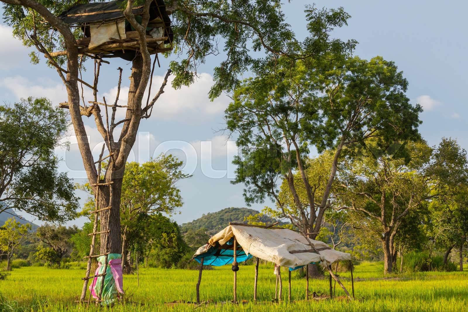 Tree Hut Stock at Toby Lucien blog