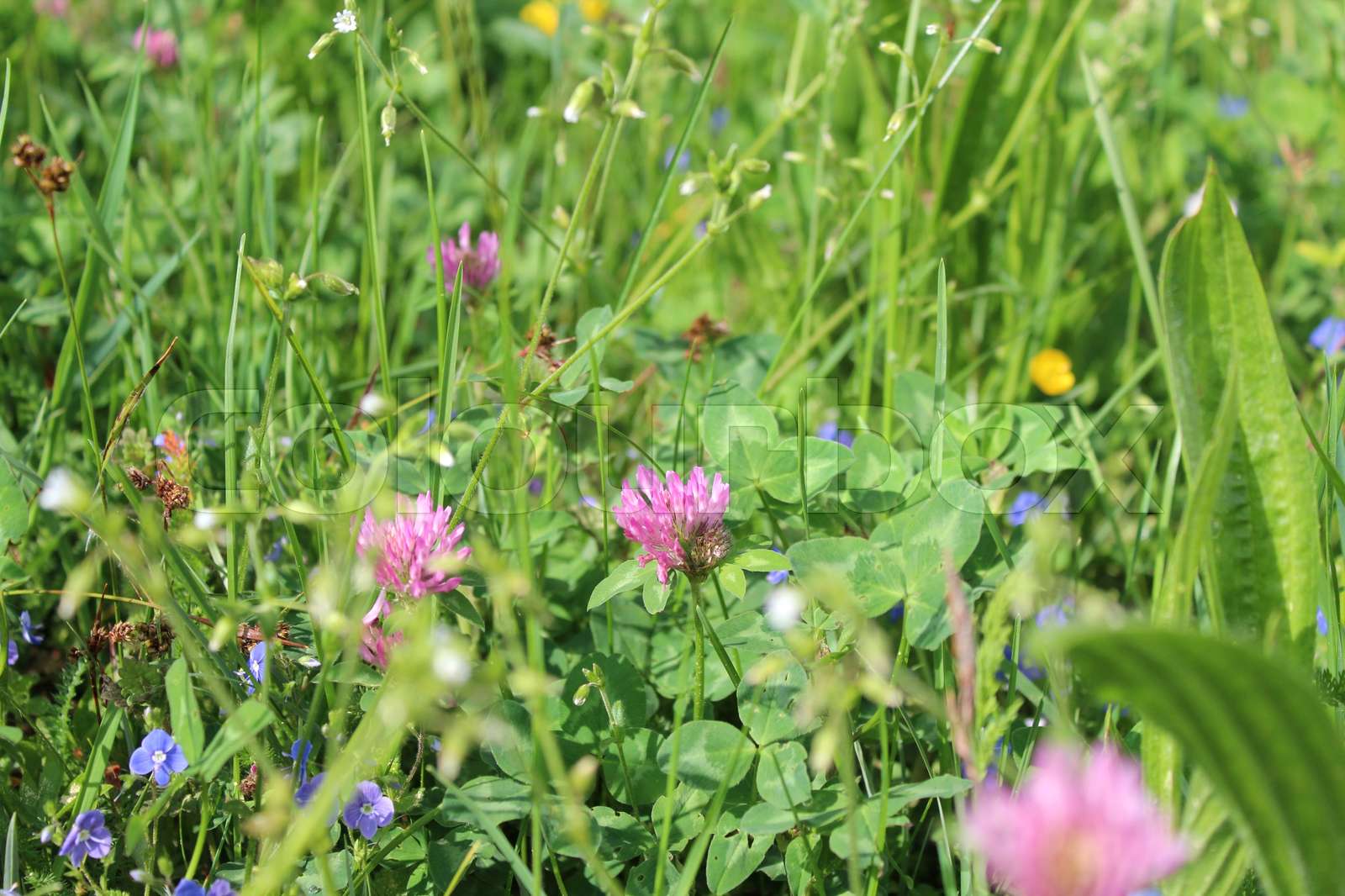 Natürliche Blumenwiese mit Klee, Vergissmeinnicht und anderen