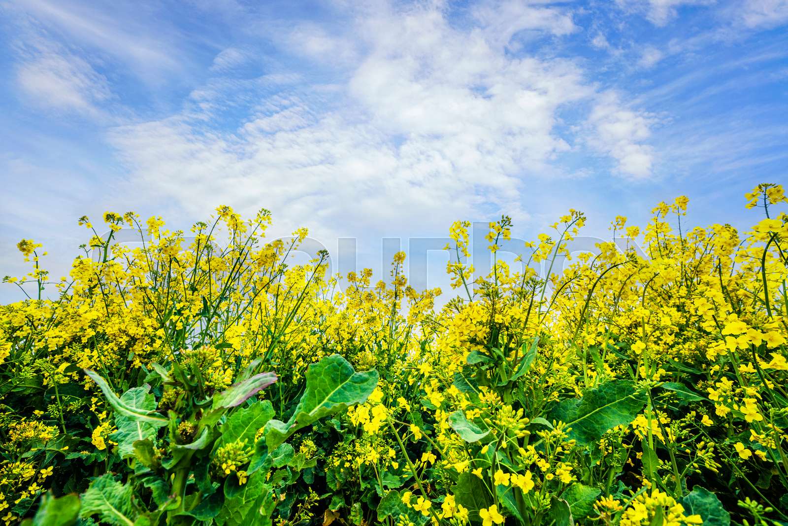 closeup, raps, feld | Stock Bild | Colourbox