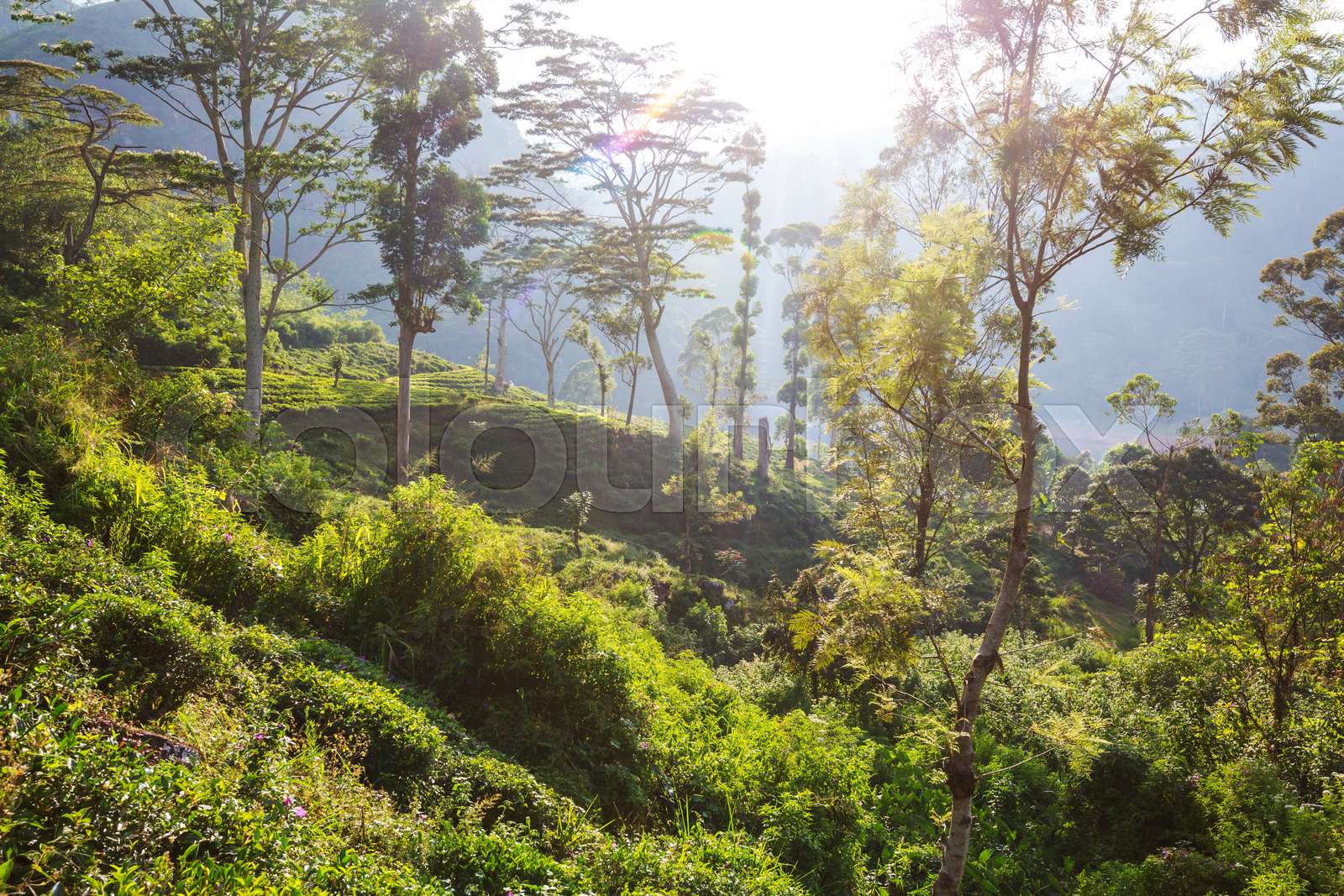 Tea plantation | Stock image | Colourbox