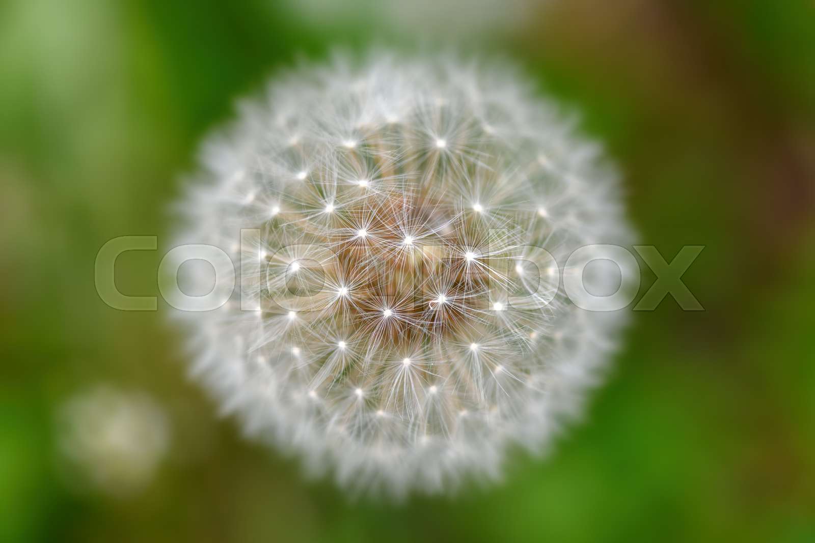 blume, stamm, neu Stock Bild Colourbox