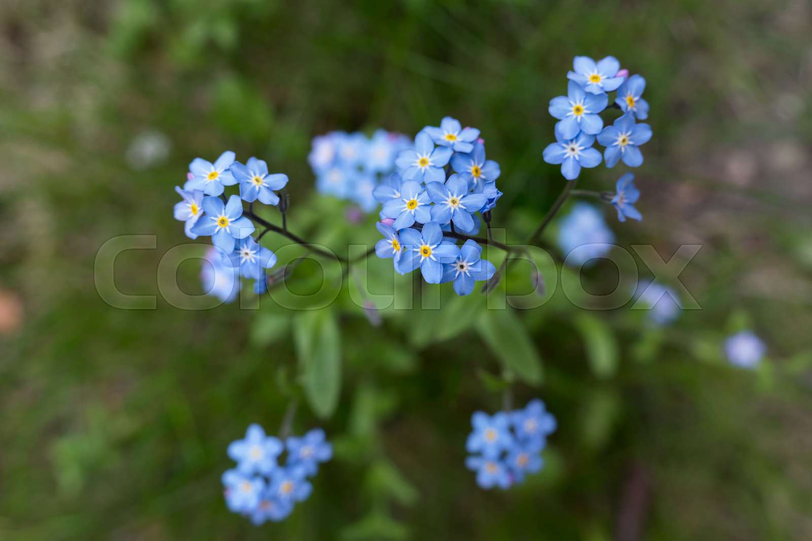 me not flowers Stock image Colourbox