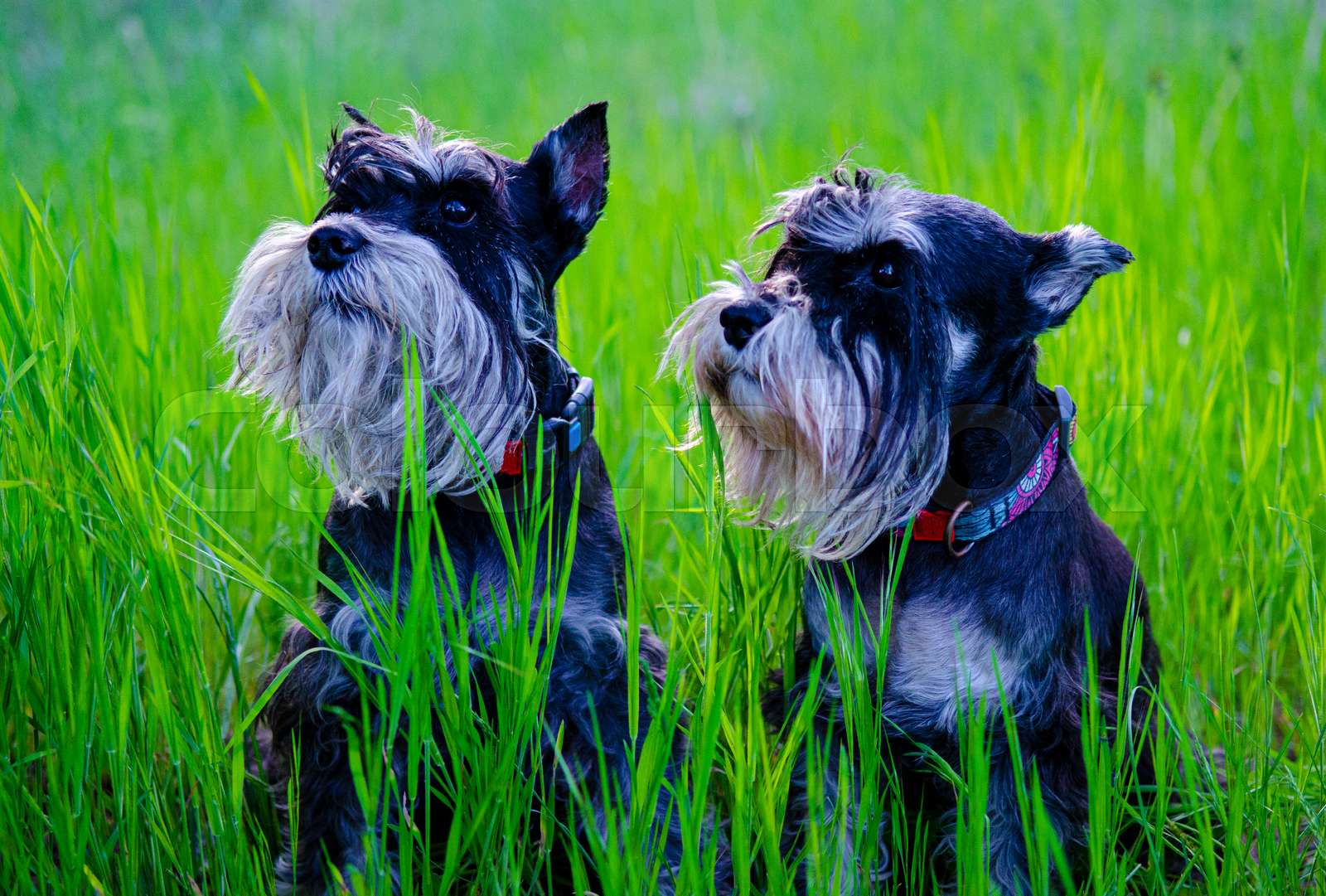 Ashton And Finch Portachiavi In Legno Con Incisione Schnauzer, Regalo Originale Per Amanti Dei Cani, Marrone