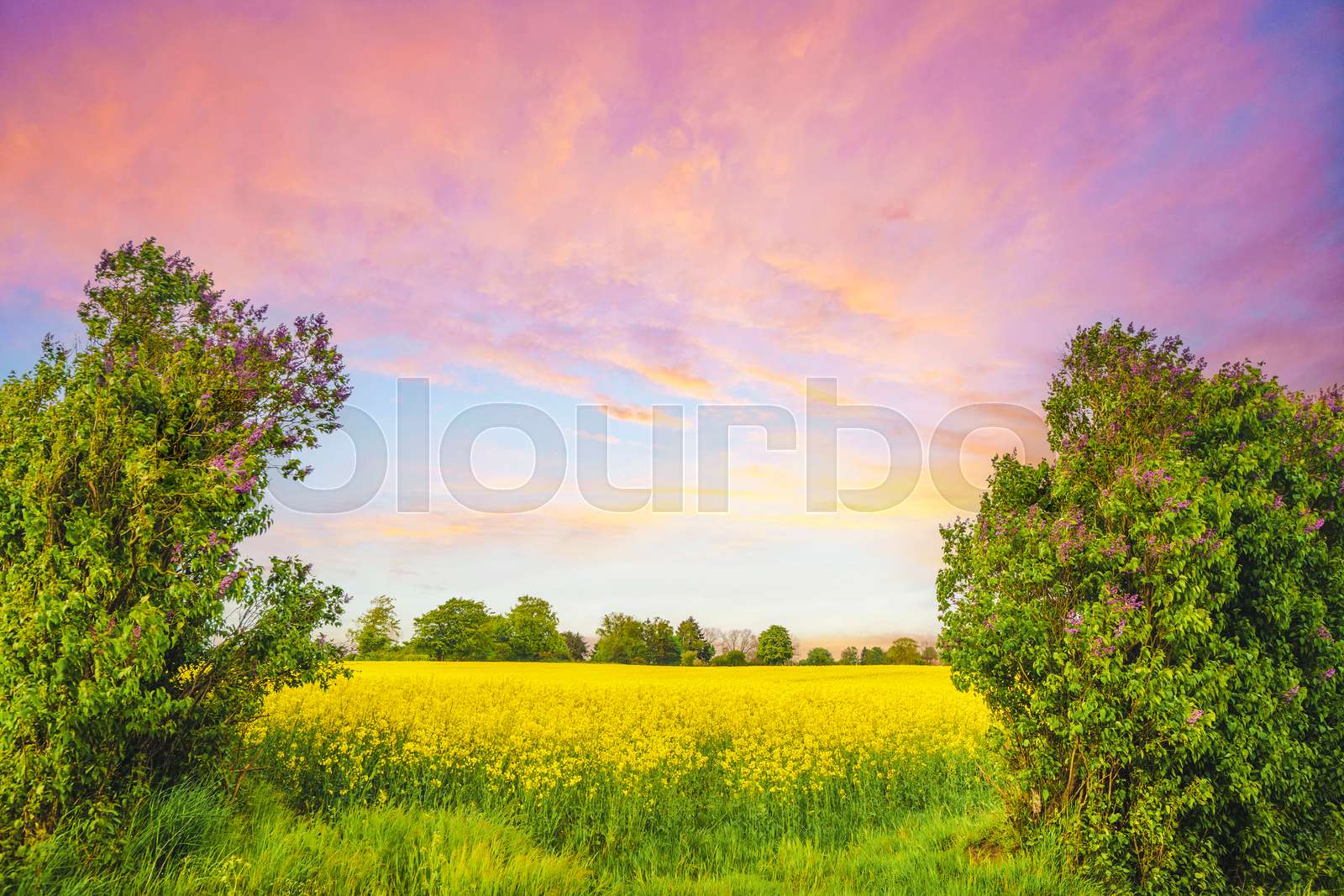 Raps mark med guleblomster | Stock foto | Colourbox