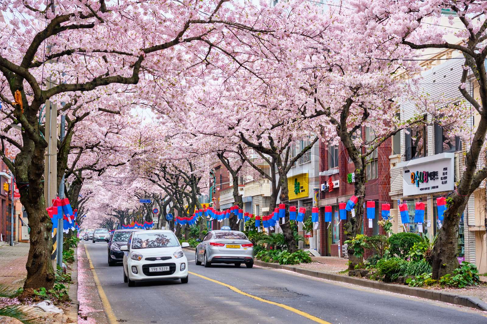 Blooming sakura cherry blossom trees in Korea | Stock image | Colourbox