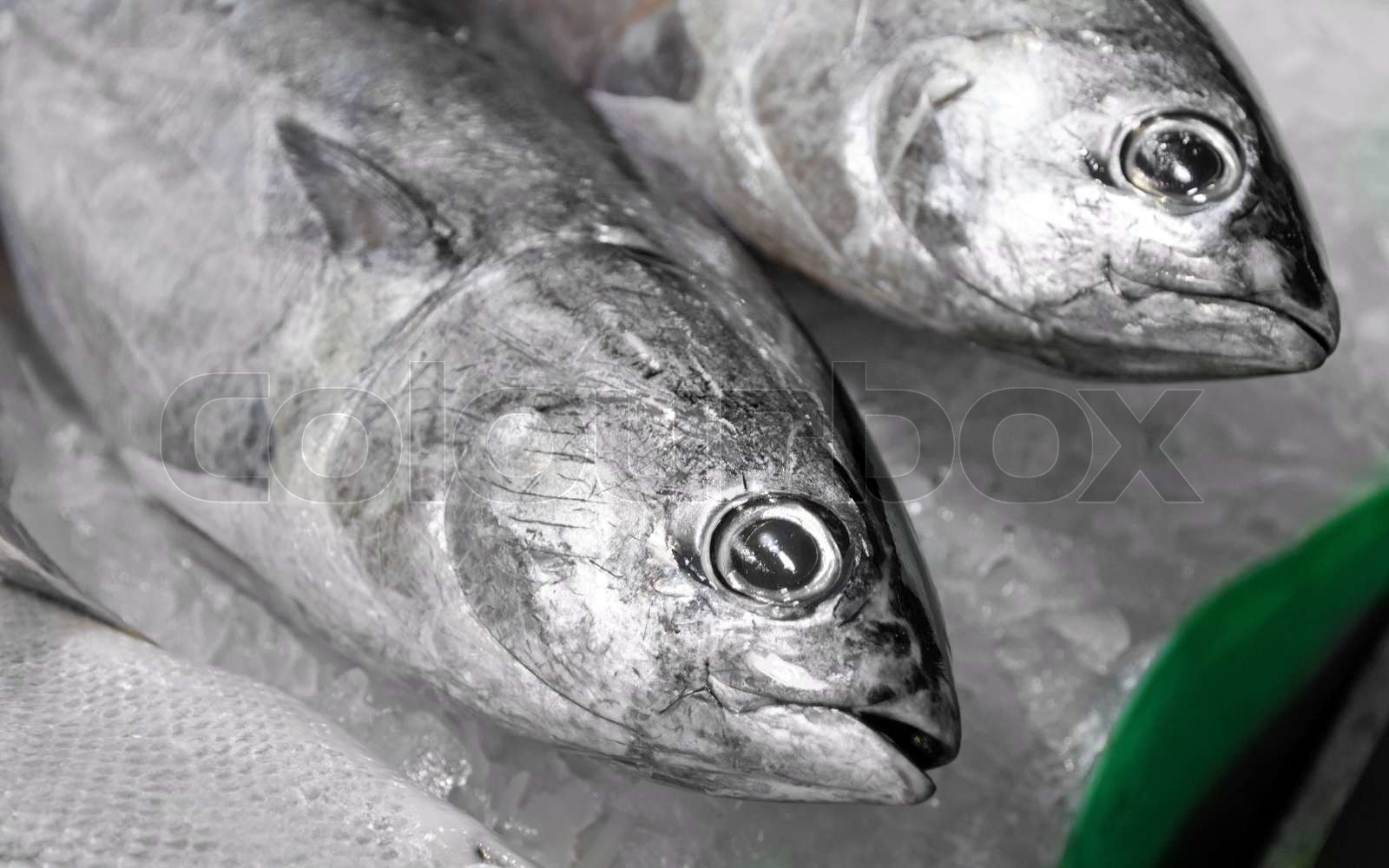tunny & tuna | Stock image | Colourbox