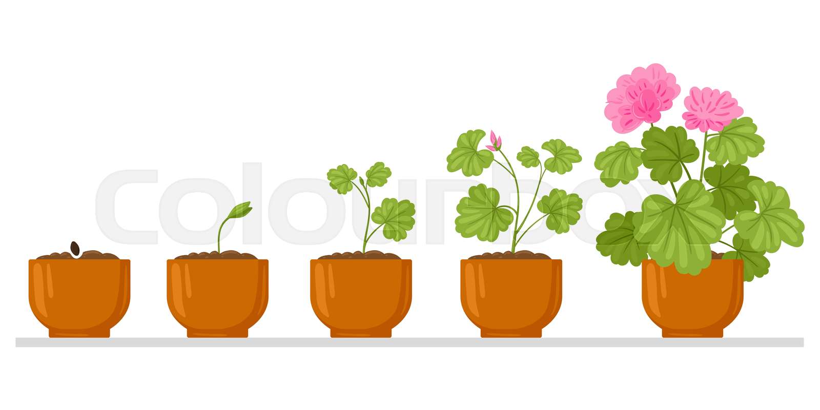 Cartoon plant growth process, flower seed, sprout growing into flower