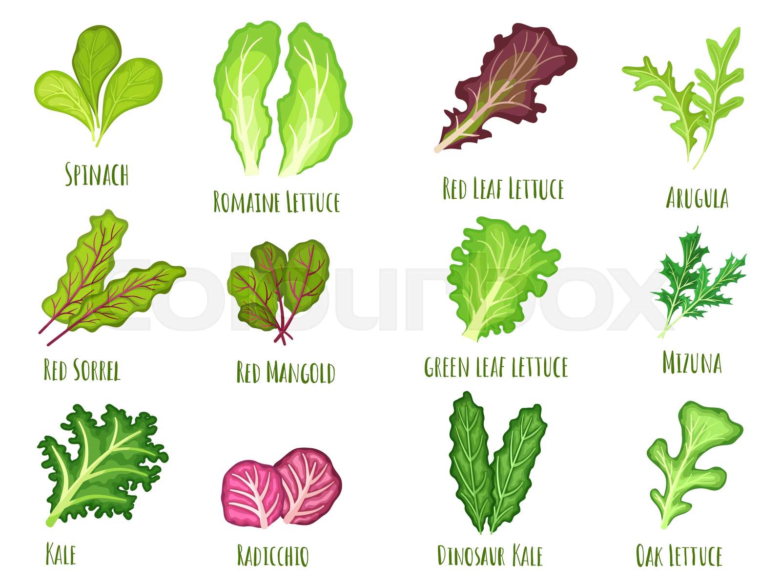 Leafy salad green green leaf lettuce fresh spinach and kale planted