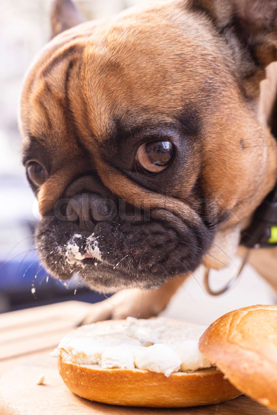 Dog Is A Bagel With A Cream Stock Image Colourbox Dog Is A Bagel With A Cream Stock Image Colourbox