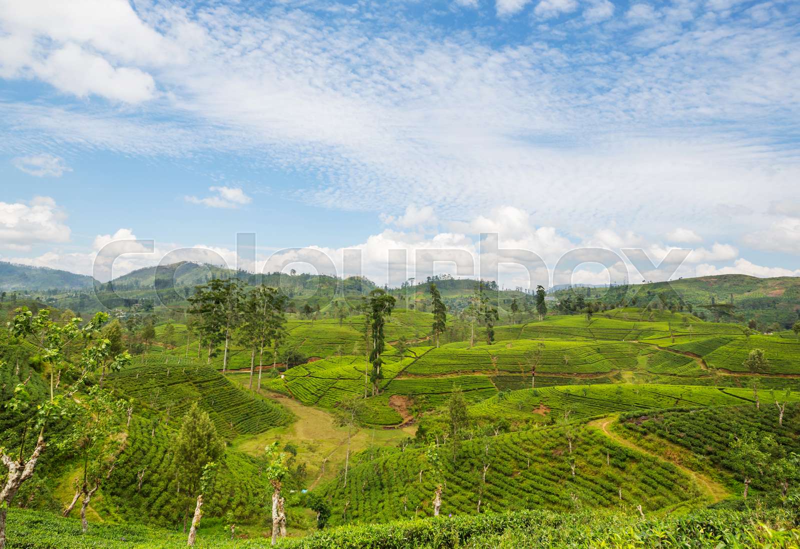 Tea Plantation Stock Image Colourbox