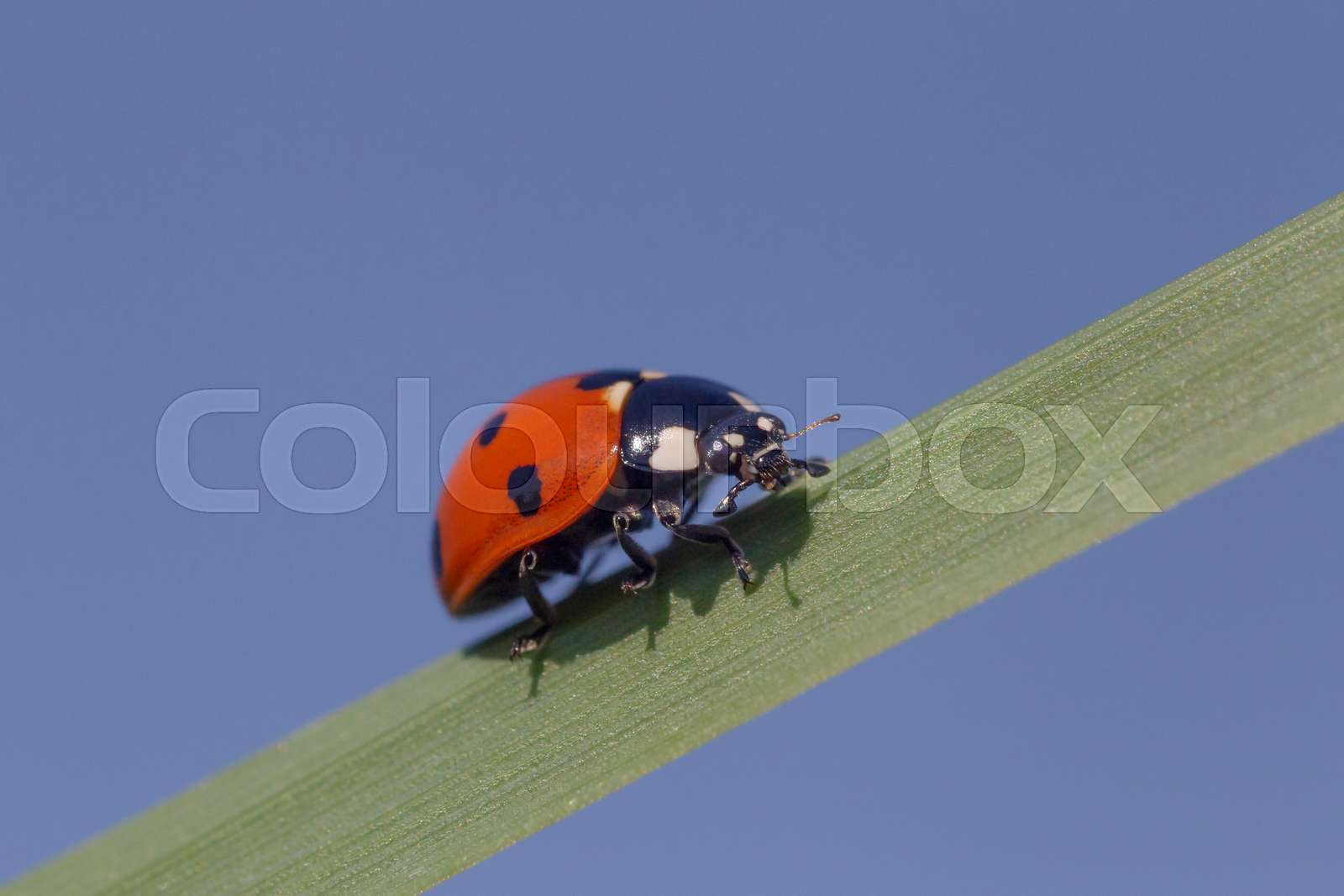 marienkäfer, insekt, klettern | Stock Bild | Colourbox
