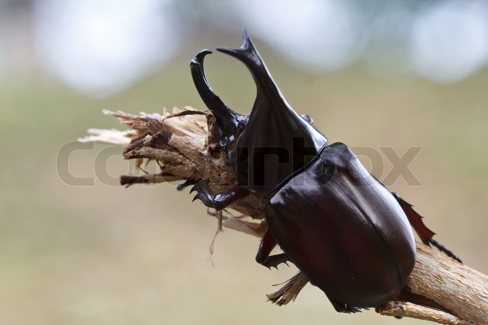 Skarabäus Stock Bild Colourbox