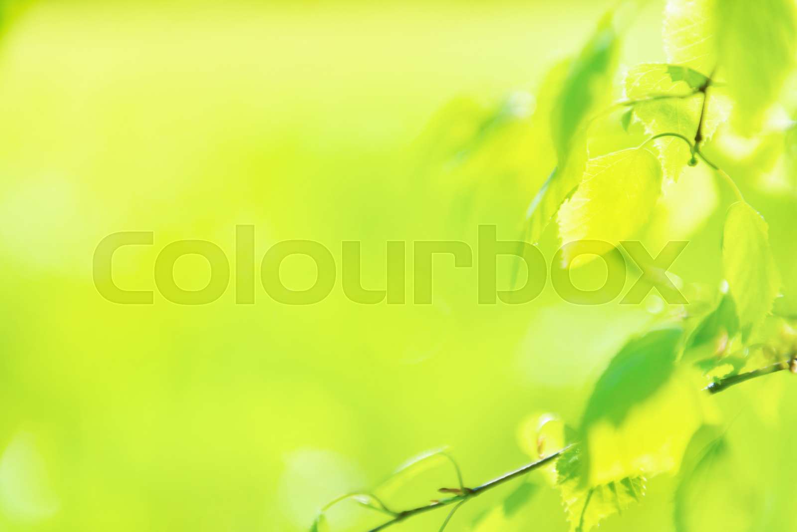 Green leaves on soft nature background | Stock image | Colourbox