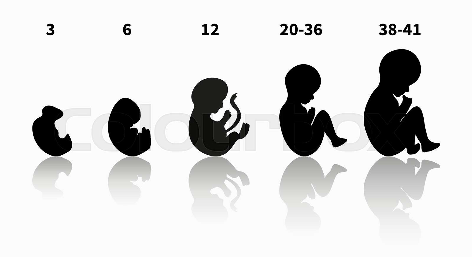 Stages of pregnancy and baby fetus development vector infographic black