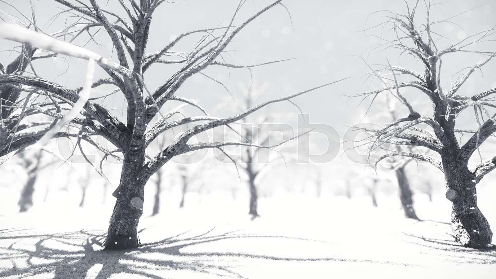 White Forest animation in 3d Stock video Colourbox