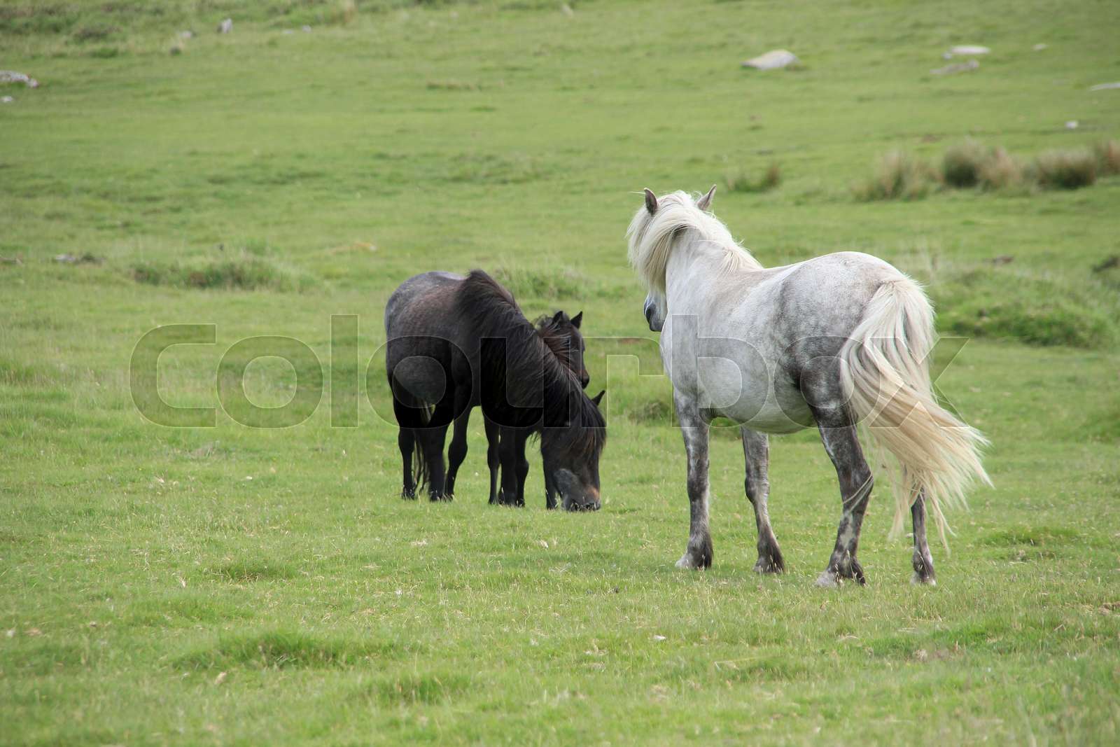 Dartmoor National Park in England. Stock image Colourbox